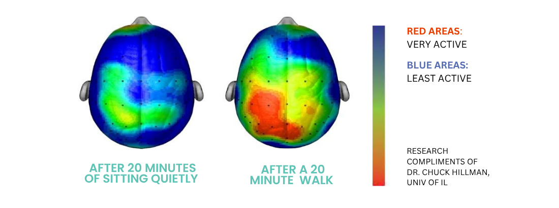 Your Brain on Movement: 20 Minutes of Walking Changes Your Brain
