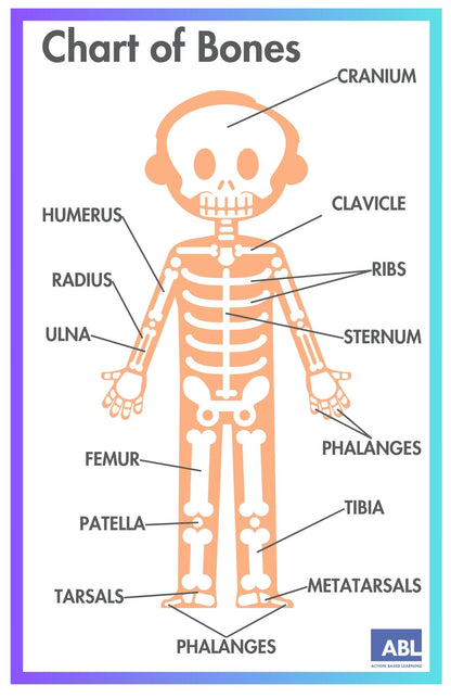 ACTIVE ACADEMICS CHARTS: BODY SYSTEMS - Action Based Learning