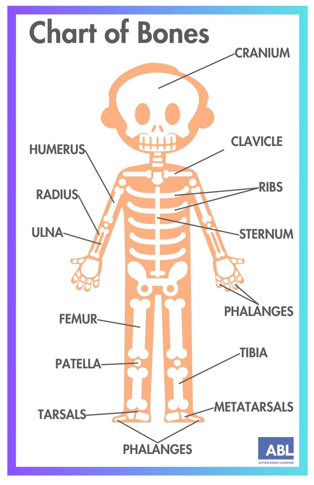 ACTIVE ACADEMICS CHARTS: BODY SYSTEMS - Action Based Learning