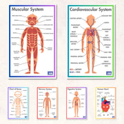 ACTIVE ACADEMICS CHARTS: BODY SYSTEMS - Action Based Learning