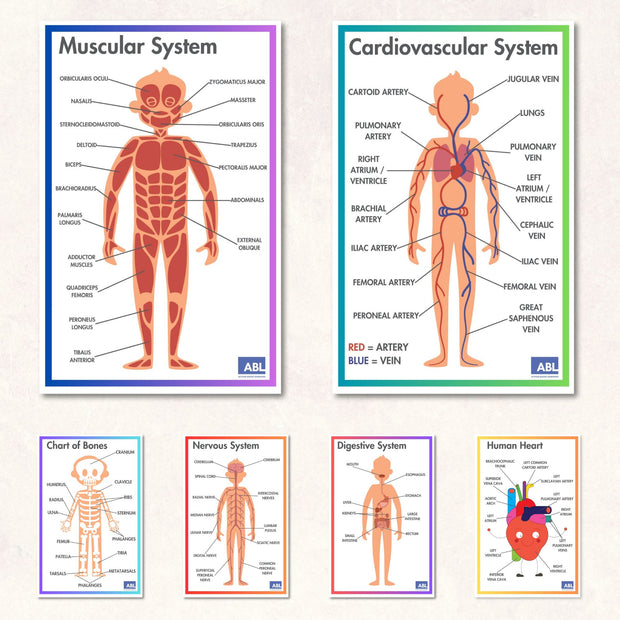 ACTIVE ACADEMICS CHARTS: BODY SYSTEMS