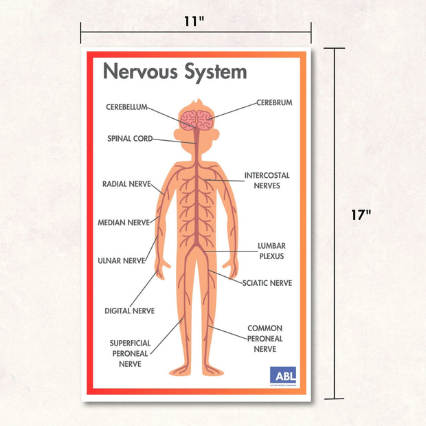 ACTIVE ACADEMICS CHARTS: BODY SYSTEMS - Action Based Learning