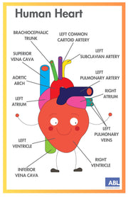 ACTIVE ACADEMICS CHARTS: BODY SYSTEMS - Action Based Learning