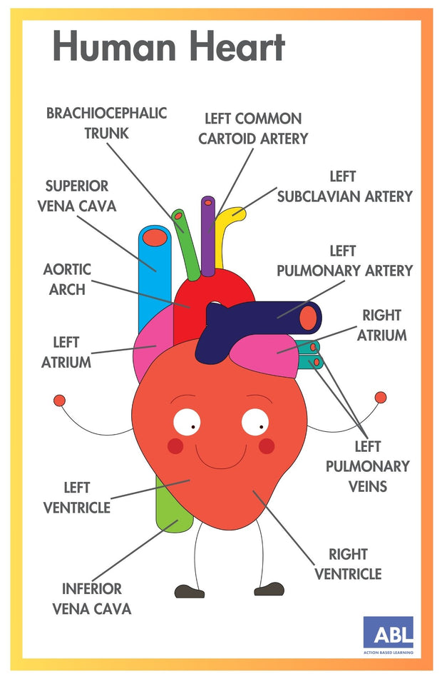 ACTIVE ACADEMICS CHARTS: BODY SYSTEMS