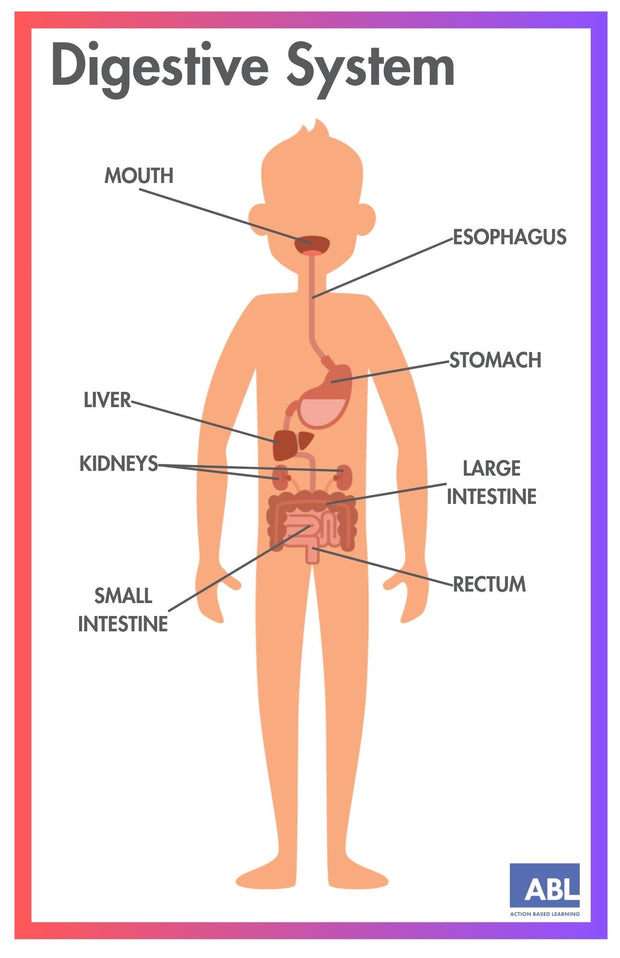 ACTIVE ACADEMICS CHARTS: BODY SYSTEMS - Action Based Learning