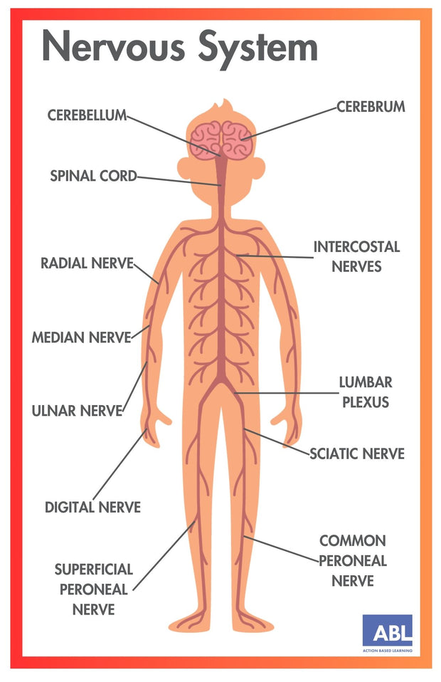 ACTIVE ACADEMICS CHARTS: BODY SYSTEMS - Action Based Learning