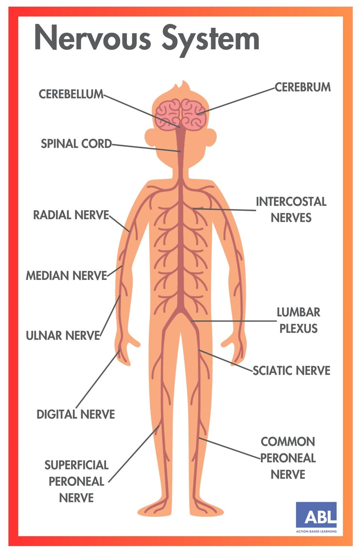 ACTIVE ACADEMICS CHARTS: BODY SYSTEMS