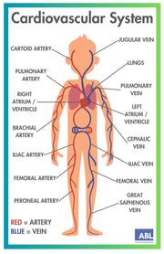 ACTIVE ACADEMICS CHARTS: BODY SYSTEMS - Action Based Learning