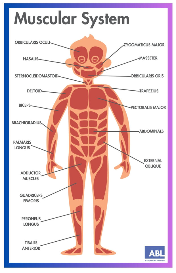 ACTIVE ACADEMICS CHARTS: BODY SYSTEMS - Action Based Learning