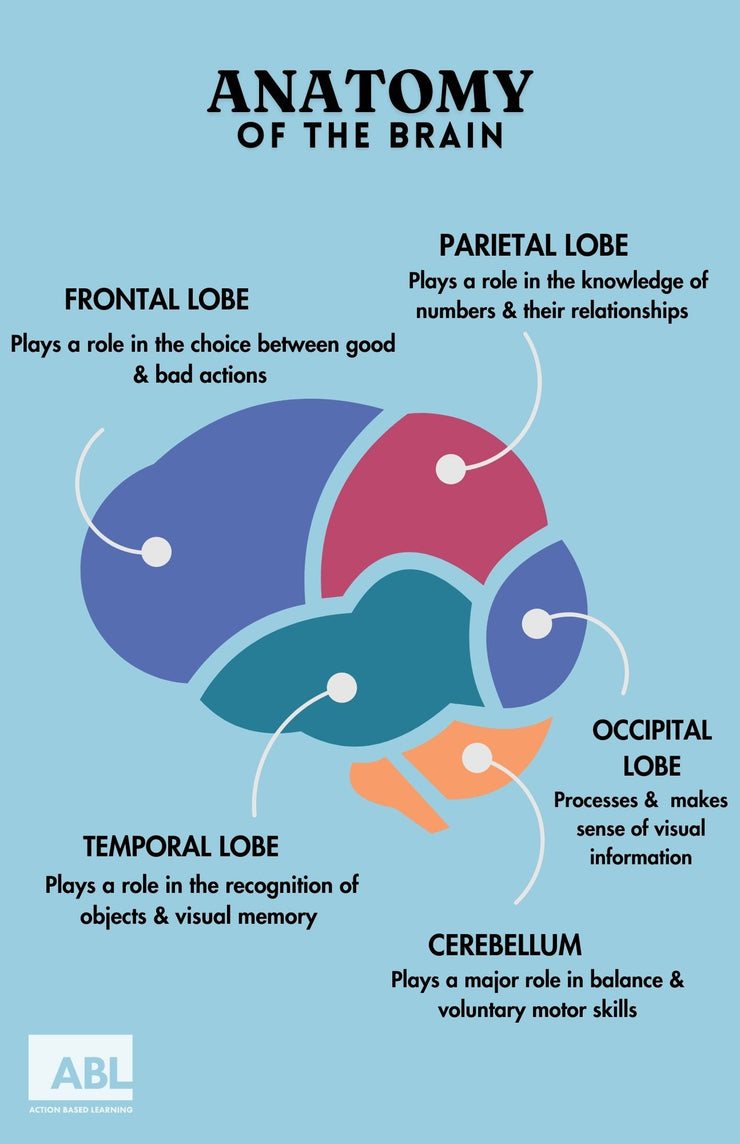 Exercise Grows Brain Cells Poster Set - Action Based Learning