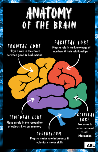 Neuronasium Poster Set - Action Based Learning