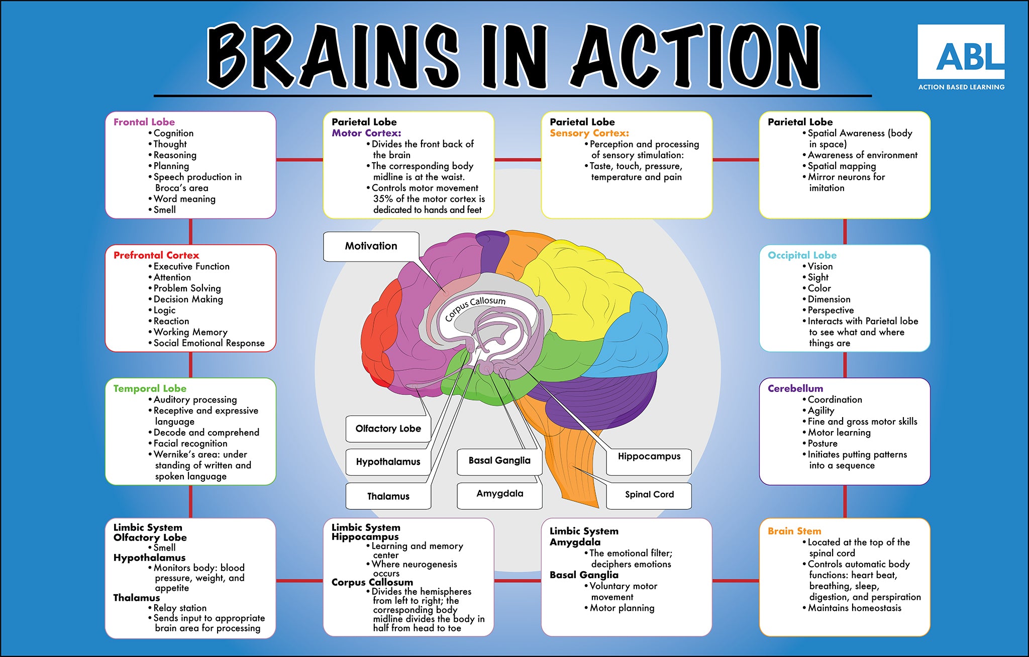 Brain Webchart Brainworks Wall Chart – Action Based Learning