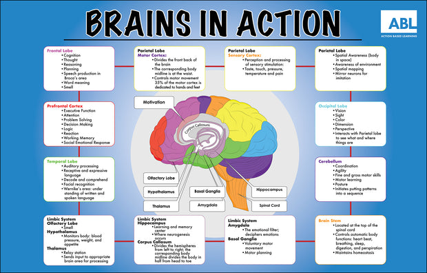 Brainworks Wall Chart - Action Based Learning