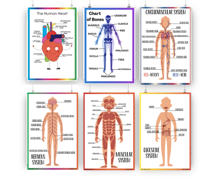 Human Body Systems Chart