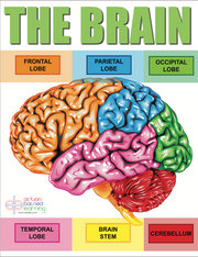Body Brain Adventure Graphics Package | Action Based Learning